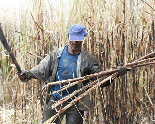 Usina não irá para “lista suja” por trabalho análogo à escravidão em fazenda arrendada